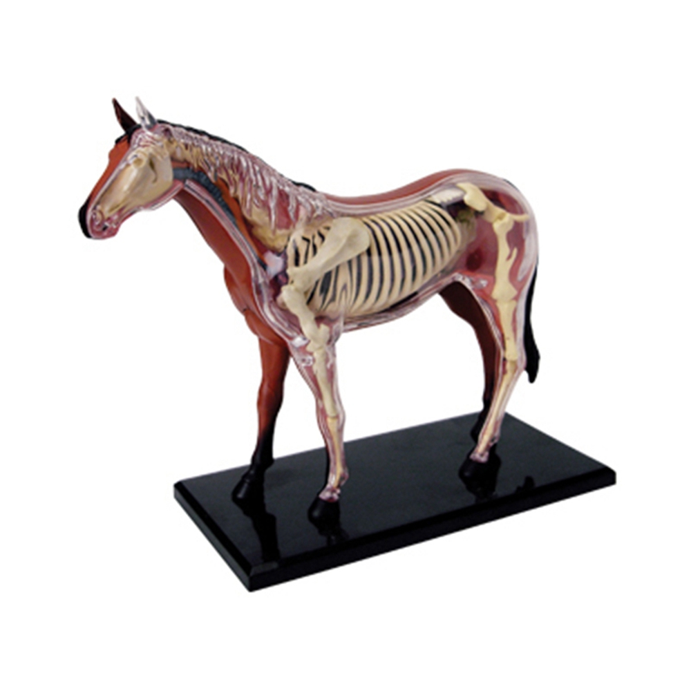 Animal Organ Anatomy Model 4D  - Science Diy Model 评论和价格