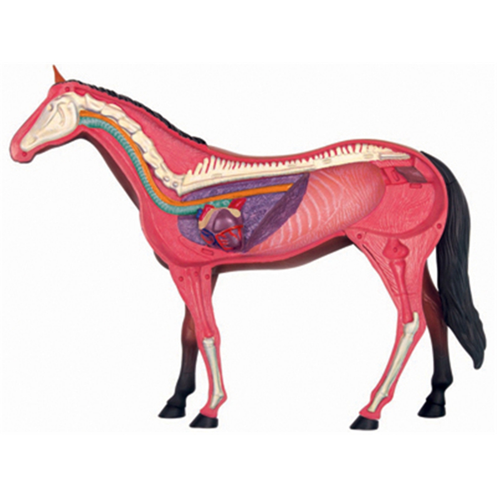 Animal Organ Anatomy Model 4D  - Science Diy Model 评论和价格