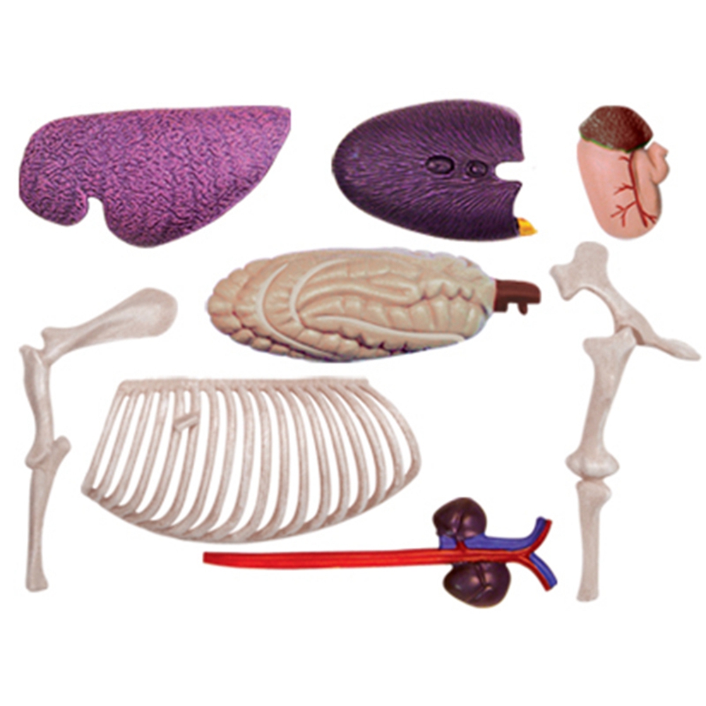 Animal Organ Anatomy Model 4D  - Science Diy Model 评论和价格