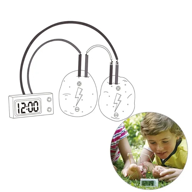 New Kid Montessori Toy Fruit P - Science Nature 评论和价格