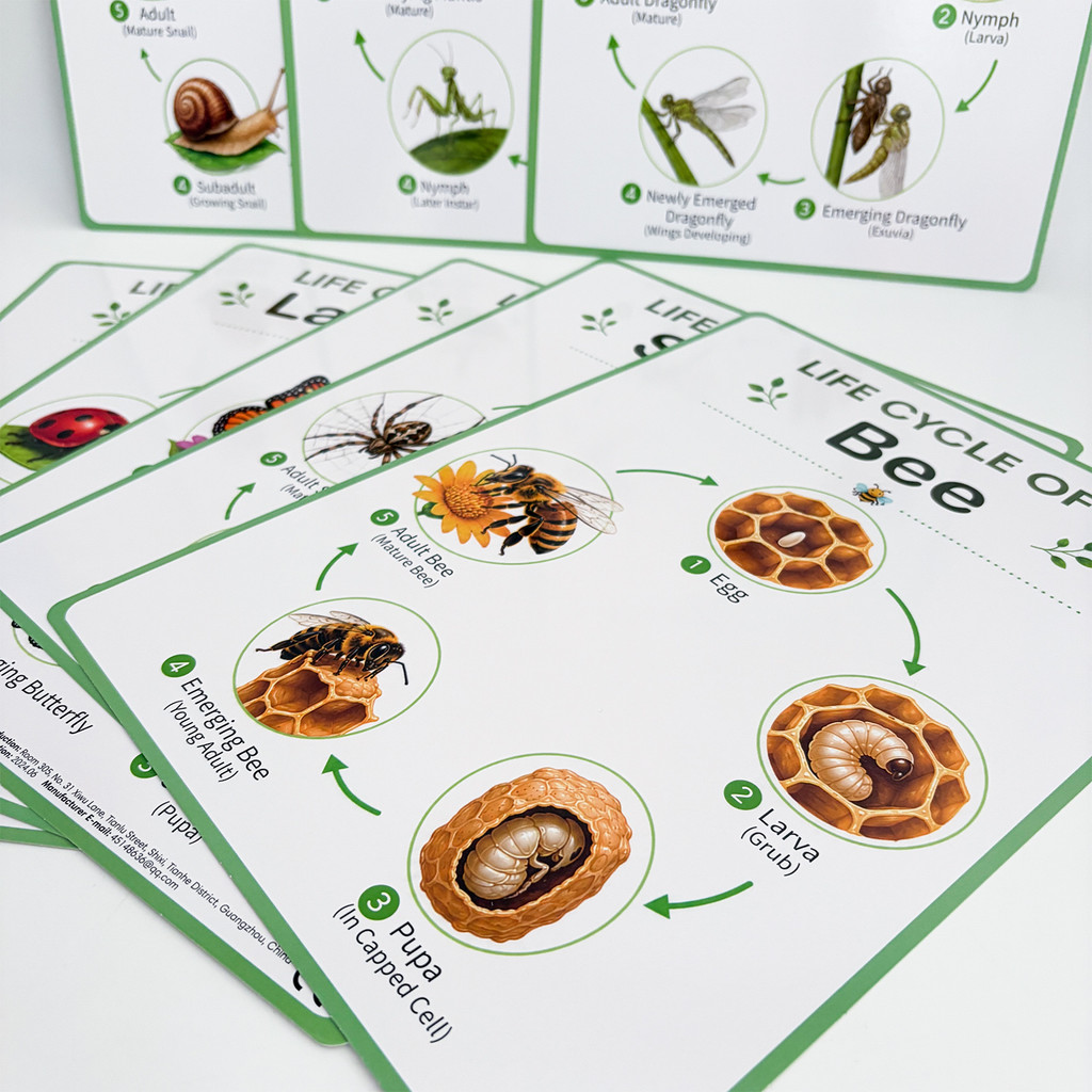 8Pcs Nature Life Cycle Educati - Science Nature 评论和价格